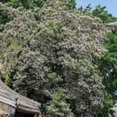 北海公园 - 北京市旅游 缩略图 2
