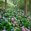 明孝陵景区-燕雀湖风景区 - 南京市旅游 缩略图 3