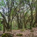 高黎贡山自然保护区 - 保山市旅游 缩略图 5