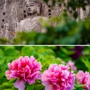 龙门石窟景区 - 洛阳市旅游 缩略图 1