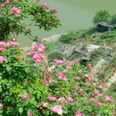 重庆市铜锣花谷生态园 - 重庆市旅游 缩略图 2