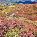 百里杜鹃方家坪景区-观光车回程补票点 - 毕节旅游 缩略图 5