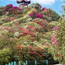 百里杜鹃方家坪景区-观光车回程补票点 - 毕节旅游 缩略图 2