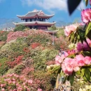 百里杜鹃方家坪景区-观光车回程补票点 - 毕节旅游 缩略图 1