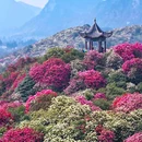 百里杜鹃方家坪景区-观光车回程补票点 - 毕节旅游 缩略图 4