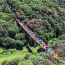 百里杜鹃方家坪景区-观光车回程补票点 - 毕节旅游 缩略图 8