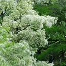桑岭村古木山庄 - 大理白族自治州旅游 缩略图 7