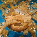 亚马逊环球美食百汇(长宁来福士店) - 上海市旅游 缩略图 2
