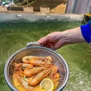 正巨虾室内垂钓餐厅(日月光店) - 上海市旅游 缩略图 8