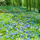 南京中山植物园-北园 - 南京市旅游 缩略图 1