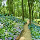 南京中山植物园-北园 - 南京市旅游 缩略图 5