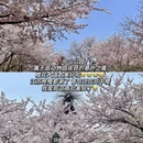 青岛中山公园 - 青岛市旅游 缩略图 5