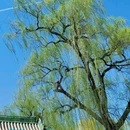晋祠公园 - 太原市旅游 缩略图 6