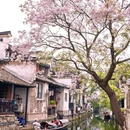 仓桥直街历史街区 - 绍兴市旅游 缩略图 6