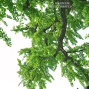 百塔寺 - 西安市旅游 缩略图 9