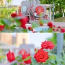 成华二仙桥公园 - 成都市旅游 缩略图 3