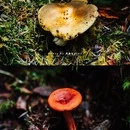 无底湖风景区 - 迪庆藏族自治州旅游 缩略图 8
