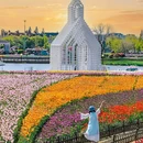 荷兰花海 - 盐城市旅游 缩略图 2