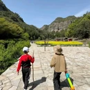 黄檀硐古村落-罗汉松 - 温州市旅游 缩略图 1