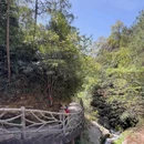 黄檀硐古村落-罗汉松 - 温州市旅游 缩略图 5