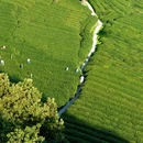 杭州西湖风景名胜区-梅家坞 - 杭州市旅游 缩略图 2