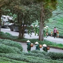 杭州西湖风景名胜区-梅家坞 - 杭州市旅游 缩略图 9