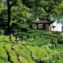 杭州西湖风景名胜区-梅家坞 - 杭州市旅游 缩略图 8