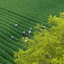 杭州西湖风景名胜区-梅家坞 - 杭州市旅游 缩略图 7
