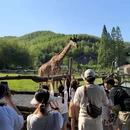 长颈鹿庄园 - 湖州市旅游 缩略图 3
