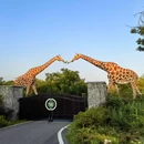 长颈鹿庄园 - 湖州市旅游 缩略图 7