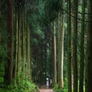 青城山后山 - 成都市旅游 缩略图 9