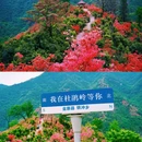 杜鹃岭 - 六安市旅游 缩略图 2
