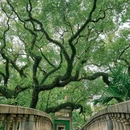 中山公园 - 深圳市旅游 缩略图 2