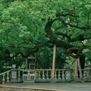 中山公园 - 深圳市旅游 缩略图 5