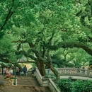 中山公园 - 深圳市旅游 缩略图 6
