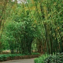 中山公园 - 深圳市旅游 缩略图 8