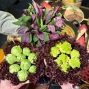 撒椒山野·牛肉鲜火锅(七一酱园店) - 乌鲁木齐市旅游 缩略图 4