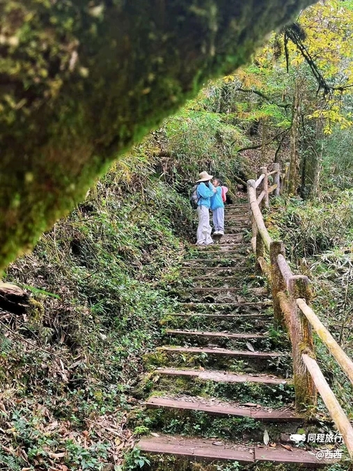 龙苍沟森林公园 - 雅安市旅游