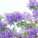 顺峰山公园 - 佛山市旅游 缩略图 4
