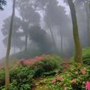 深圳市梧桐山风景名胜区 - 深圳市旅游 缩略图 1