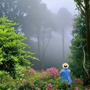 深圳市梧桐山风景名胜区 - 深圳市旅游 缩略图 2