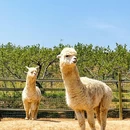 艾山风景名胜区-青岛农村公园 - 青岛市旅游 缩略图 4