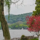 苏堤 - 杭州市旅游 缩略图 4