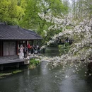 苏堤 - 杭州市旅游 缩略图 1