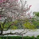 苏堤 - 杭州市旅游 缩略图 3