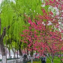 苏堤 - 杭州市旅游 缩略图 1