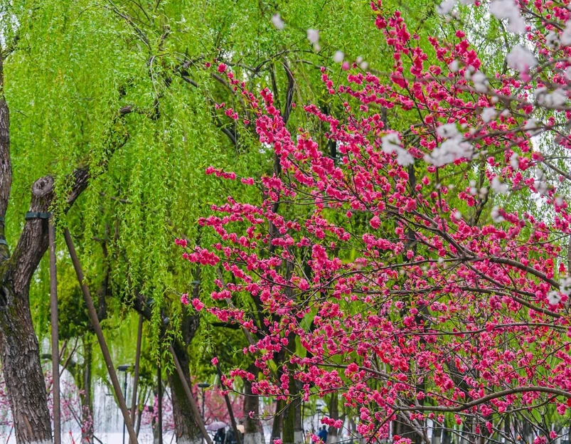 苏堤 - 杭州市旅游 1