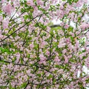 杭州西湖风景名胜区-杨公堤 - 杭州市旅游 缩略图 3