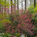 杭州西湖风景名胜区-杨公堤 - 杭州市旅游 缩略图 6