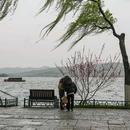 杭州西湖风景名胜区-杨公堤 - 杭州市旅游 缩略图 9